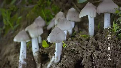 鸡枞菌价格多少一斤（鸡枞菌价格最贵是哪种）-飞扬号