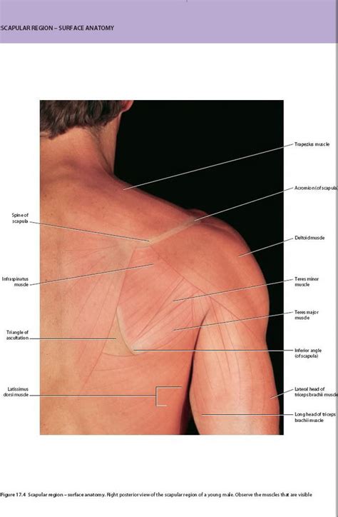 Scapular Muscle 的图像结果