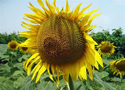 Sunflower No-Till Drill 的图像结果