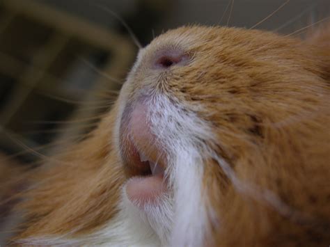 Guinea Pig Teeth Chattering: What Does It Mean?