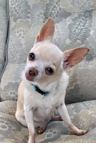 Obituaries - Oakey's Pet Funeral Home