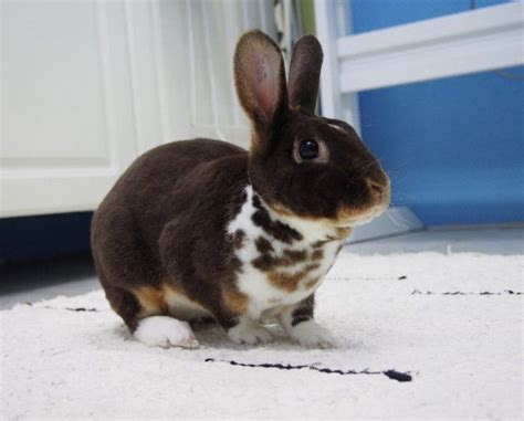 Mini Rex Breeding