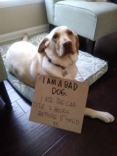 Funny Dogs Clean 的图像结果