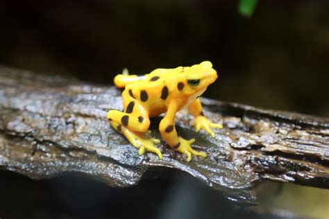 Panamanian Golden Frog (Atelopus zeteki) - ZooChat