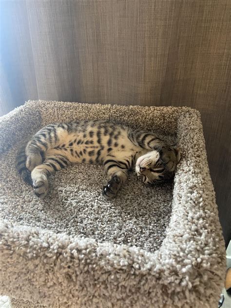 Tabby And Bengal Mix