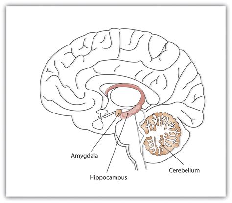 Brain Memory Hippocampus