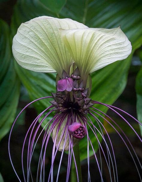 Buy White Bat Flower Tacca Integrifolia 20 Seeds USA Company Online in ...
