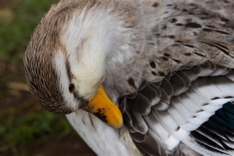 Silver Appleyard Duck Breed Profile - Backyard Poultry