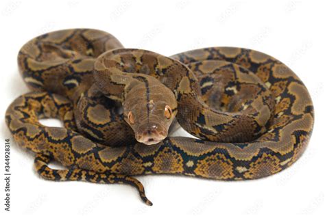 Image result for Reticulated Python 32 FT