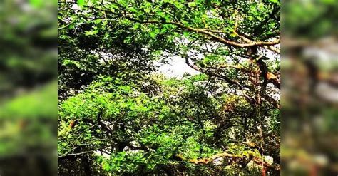 NGT fines Jharkhand Rs 50,000 for not assisting panel on Ganga ...