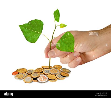 Image result for Sapling Development