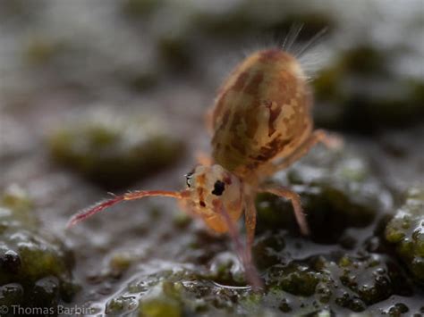 Image result for Springtail Bug-Bite