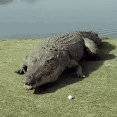 Image result for Crocodile Exploding