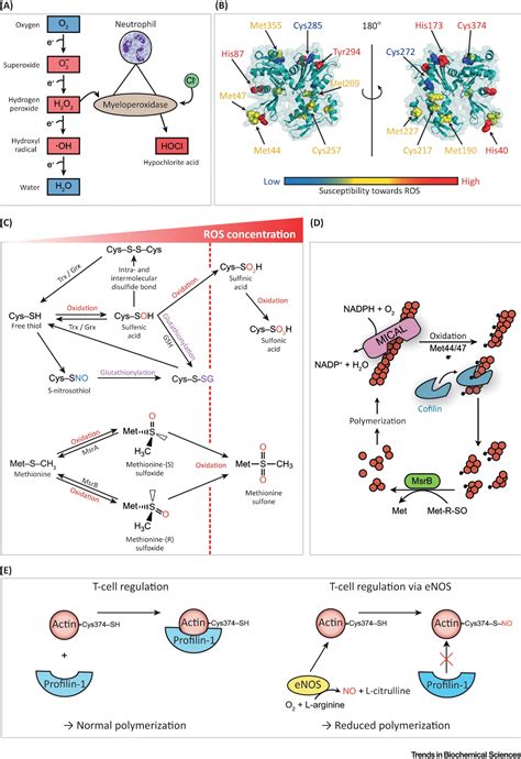Most Common Post Translation Modification of Protein 的图像结果