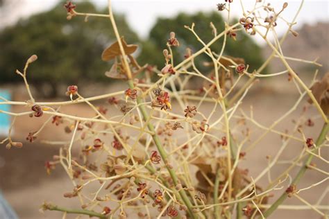 Herbarium JCB
