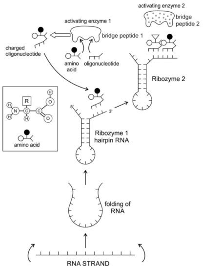 The Origin of Prebiotic Information System in the Peptide/RNA World: A ...