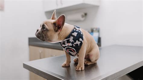 Anesthetic Consent Form | Fairland Animal Hospital