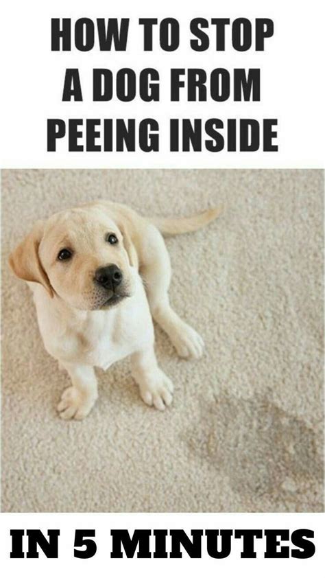 Stop Dogs Urinating Inside 的图像结果