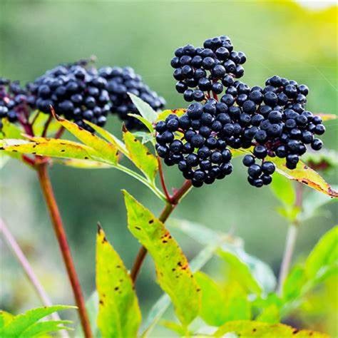 Amazon.com : CHUXAY GARDEN 25 Seeds Sambucus Canadensis,American Elder ...
