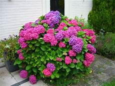 ortensie in vaso new hydrangea nou hortensia a garden in the ortensie in vaso new hydrangea nou hortensia a garden in the