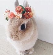 Image result for Cute Animals with Flowers Bunny