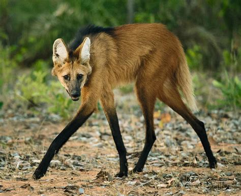 Maned Wolves 的图像结果