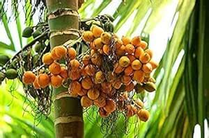 Green view® Live Arecanut Betel Nut Plant – Premium Supari Tree Sapling ...