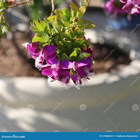 Spring Bloom Series - Pink Flowering Polygala Shrub - Polygaloides ...