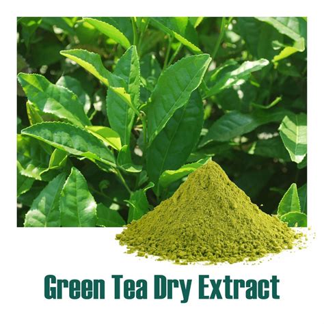 Green Tea (Camellia Sinensis) dry Extract - 50% Polyphenols by UV ...