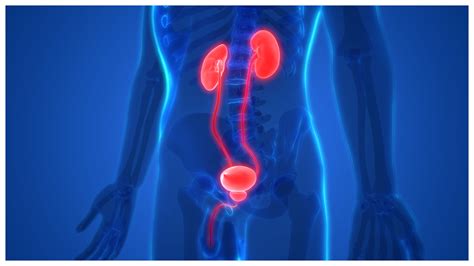 Kidney Problem:ये गलतियां करते हैं तो किडनी से धो बैठेंगे हाथ, जानिए किडनी को हेल्दी रखने के लिए ...