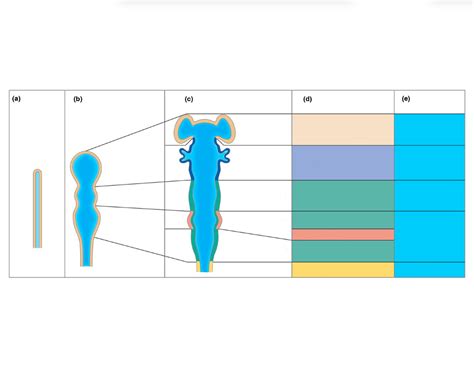 Brain Development Embryo 的图像结果