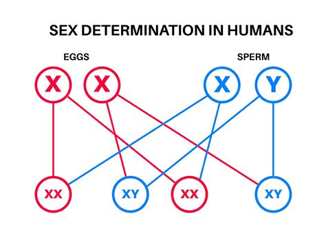 Premium Vector | Sex determination in humans male and female sperm and eggs x and y chromosomes ...