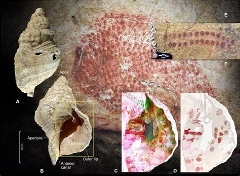 Scientists just played prehistoric shell trumpets used as ancient ...