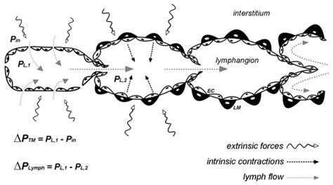 Lymphatic Vessels and Their Surroundings: How Local Physical Factors ...