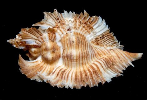 Image result for Shells Multi