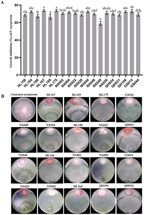 A Salt-Tolerant Strain of Trichoderma longibrachiatum HL167 Is ...