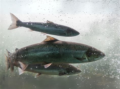 Genomic Tools for Enhancing Heat Tolerance in Farmed Atlantic Salmon ...