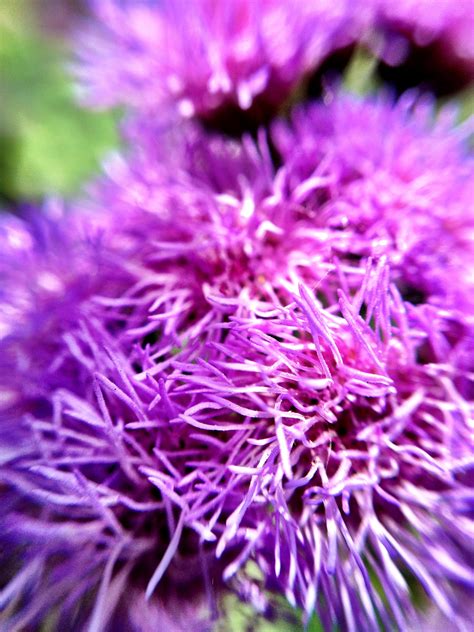 Spiky purple flowers - ladernewyork