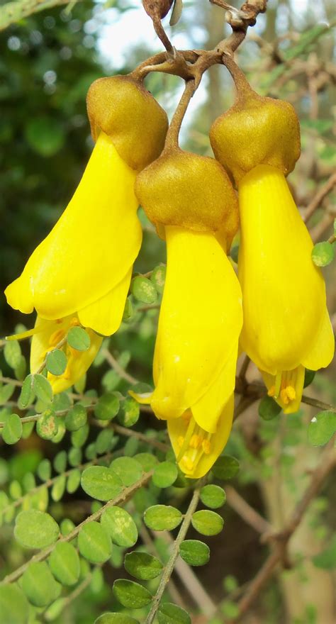 The South Island Kowhai: A Native Tree of New Zealand