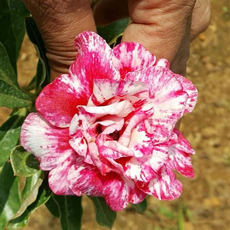 Pastel Rosy Adenium Desert Rose Plant | myBageecha