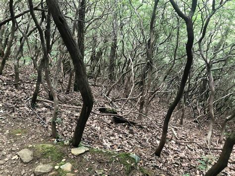 Mountains to Sea Trail: Craven Gap to Haw Creek Valley - North Carolina ...