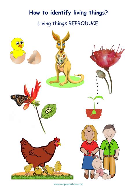 Living And Non Living Things Worksheets - Characteristics Of Living ...