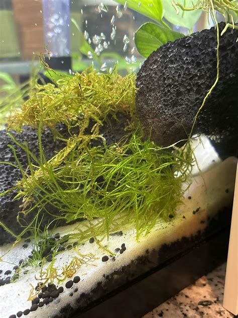 Java Moss Dry Start 的图像结果