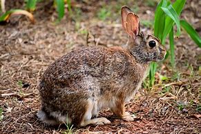 Image result for Wild Rabbit Wants In