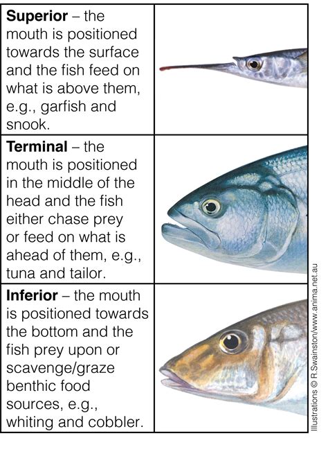 Fact Sheet: Fish Adaptations • Department of Primary Industries and Regional Development