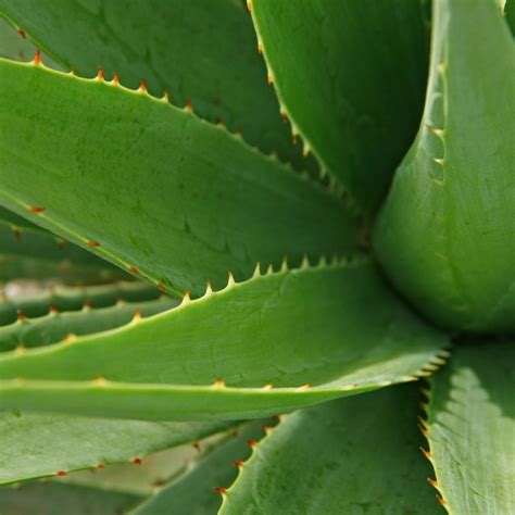 Aloe - Aloe Vera- Aloe barbadensis Miller - Vivero Cinco Pinos