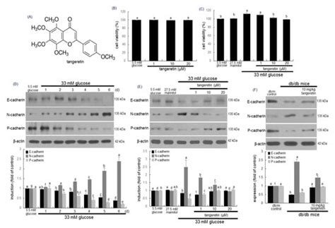 Tangeretin Ameliorates Glucose-Induced Podocyte Injury through Blocking ...