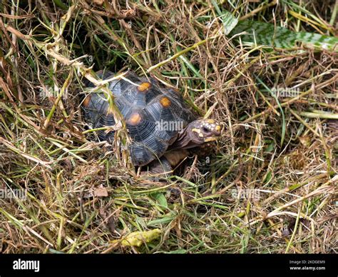 Red-Footed Tortoise (Chelonoidis Carbonarius) a Species from Northern ...