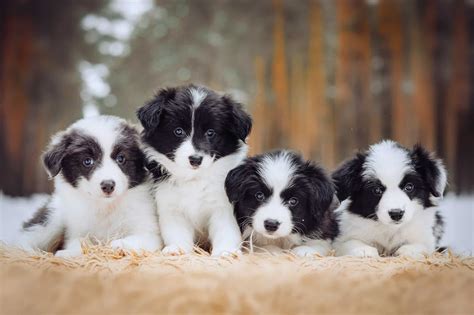 10 Best Border Collie Breeders (2026): Our Top 10 Picks!