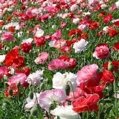 Indian Shirley Poppy Mix Seeds – Majestic Winter Blooms for Garden Beds ...